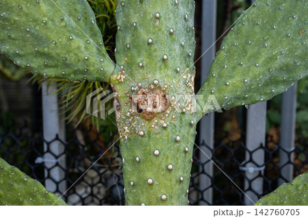Opuntia rubescens consolea cactus having damaged from pests. Cactus Bugs leave circular, yellowish-white spots from piercing the skin. 142760705