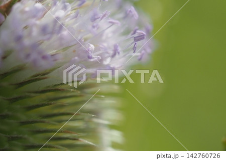 チーゼルフロナムの花のアップ チーゼルフロナムの花のアップ 142760726