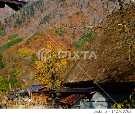 白川郷 紅葉 岐阜県 白川郷 紅葉 岐阜県 142760762