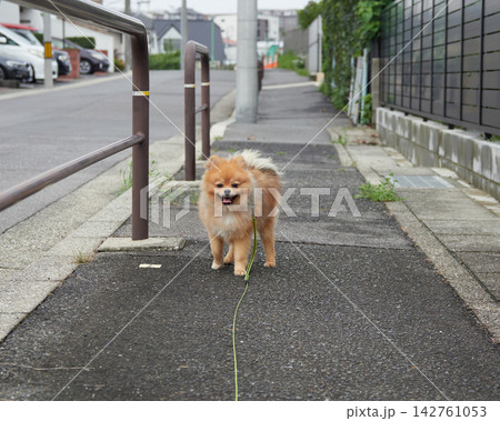 夏の朝の住宅街で散歩する可愛いポメラニアンの子犬の姿 夏の朝の住宅街で散歩する可愛いポメラニアンの子犬の姿 142761053
