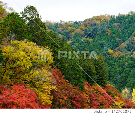 香嵐渓 紅葉 香嵐渓 紅葉 142761073