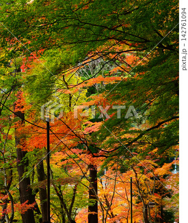 香嵐渓 紅葉 香嵐渓 紅葉 142761094