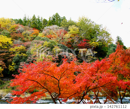 香嵐渓 紅葉 香嵐渓 紅葉 142761112