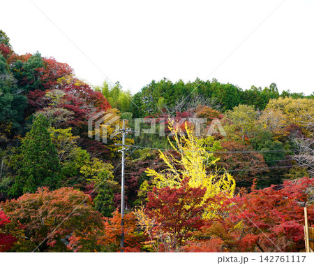 香嵐渓 紅葉 香嵐渓 紅葉 142761117