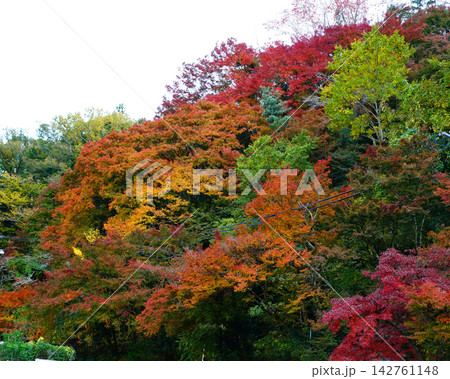香嵐渓 紅葉 香嵐渓 紅葉 142761148