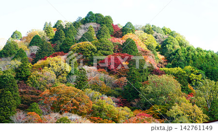香嵐渓 紅葉 香嵐渓 紅葉 142761149
