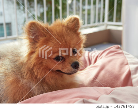 夏の雨の日の家のベランダにいる可愛いポメラニアンの子犬の姿	 142761455
