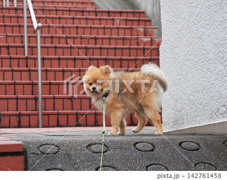 夏の日本の住宅地で散歩する可愛いポメラニアンの子犬の姿 夏の日本の住宅地で散歩する可愛いポメラニアンの子犬の姿 142761458