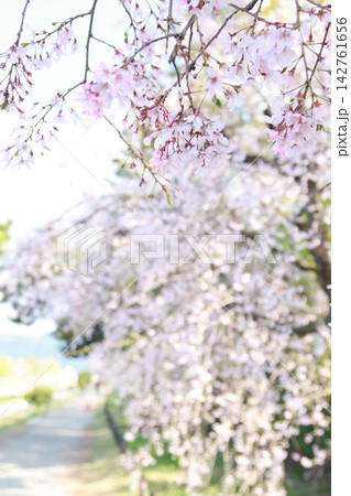 枝垂れ桜の小径 枝垂れ桜の小径 142761656