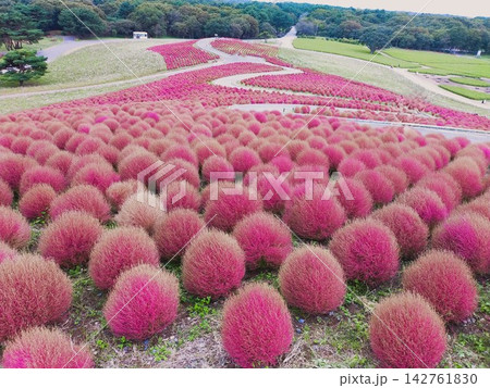 秋の公園に深紅に色づいたコキア 秋の公園に深紅に色づいたコキア 142761830