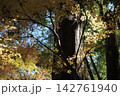 巨木の樹幹を覆うように黄金色に輝くモミジの黄葉と木漏れ日 142761940