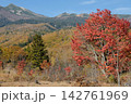 秋晴れの乗鞍高原で鮮やかに色づく一本の紅葉と山肌に広がる黄葉の樹林 142761969