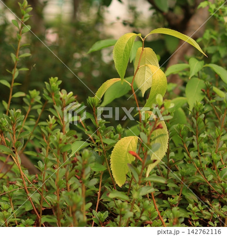 Yellowing Leaves Showing the Beginning of Autumn Yellowing Leaves Showing the Beginning of Autumn 142762116