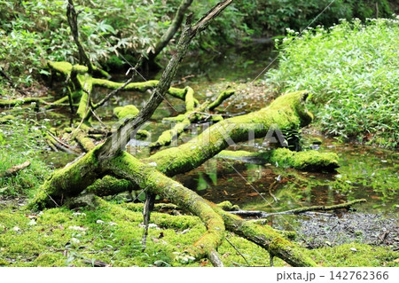戦場ヶ原の苔の生えた倒木 戦場ヶ原の苔の生えた倒木 142762366