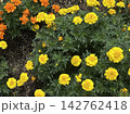 黄色とオレンジのマリーゴールドの花 142762418