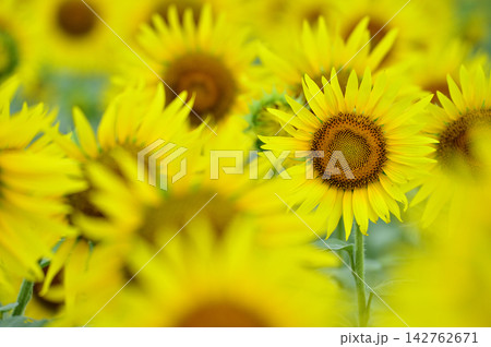 夏といえば 向日葵 夏といえば 向日葵 142762671