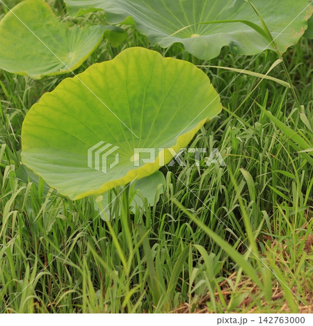 Large Green Lotus Leaf in a Wetland Large Green Lotus Leaf in a Wetland 142763000