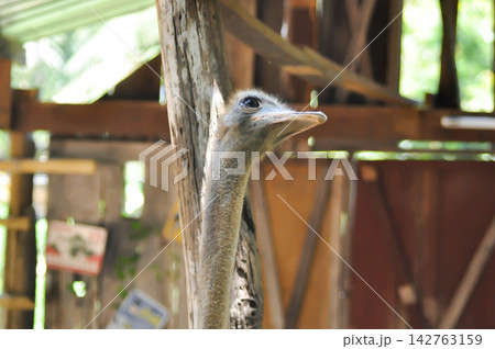 ostrich, common ostrich or Struthio camelus ostrich, common ostrich or Struthio camelus 142763159