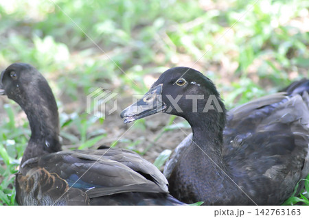 Cayuga duck or black duck 142763163