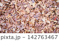 落ち葉の絨毯 142763467