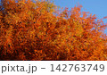 青空に映えるメタセコイアの紅葉 142763749