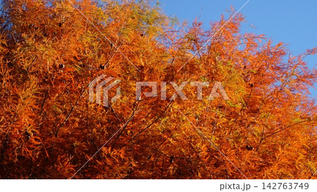 青空に映えるメタセコイアの紅葉 青空に映えるメタセコイアの紅葉 142763749