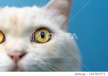White cat face closeup striking golden eyes soft white fur pink nose vivid blue background highlighting feline beauty curiosity detailed natural features 142763771