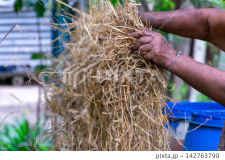Farmer hands gathering dry rice straw for agricultural use showing traditional rural work farming material livestock feed sustainable crop residue management Farmer hands gathering dry rice straw for agricultural use showing traditional rural work farming material livestock feed sustainable crop residue management 142763798