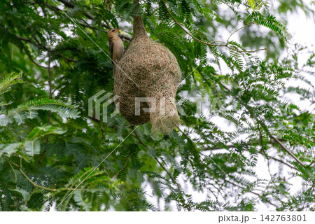 Small weaver bird perched beside woven hanging nest among lush green tree branches showing natural nesting behavior intricate nest construction the wild Small weaver bird perched beside woven hanging nest among lush green tree branches showing natural nesting behavior intricate nest construction the wild 142763801