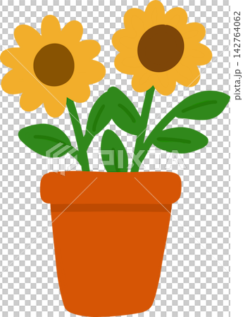 Sunflowers in Pot Sunflowers in Pot 142764062