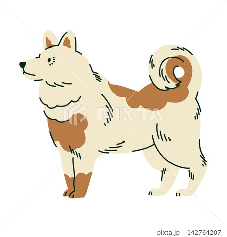 Arctic Qimmiq dog illustration with fluffy cream fur and curled bushy tail for wildlife education, children books, winter stationery, nursery decor, animal cards and polar nature projects Arctic Qimmiq dog illustration with fluffy cream fur and curled bushy tail for wildlife education, children books, winter stationery, nursery decor, animal cards and polar nature projects 142764207