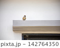Cute little sparrow perched on a cement window sill, looking outside 142764350