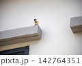 Cute little sparrow perched on a cement window sill, looking outside 142764351