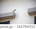 Cute little sparrow perched on a cement window sill, looking outside 142764352