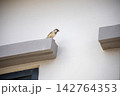 Cute little sparrow perched on a cement window sill, looking outside 142764353