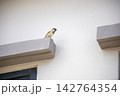 Cute little sparrow perched on a cement window sill, looking outside 142764354