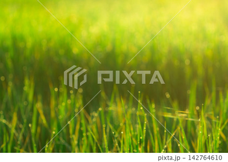 Fresh green rice leaves covered with water droplets in a paddy field during the rainy season, illuminated by sunlight for a natural agriculture, farming, growth and environment background. 142764610