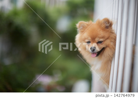 家の二階のベランダにいる可愛いポメラニアンの子犬の姿	 142764979