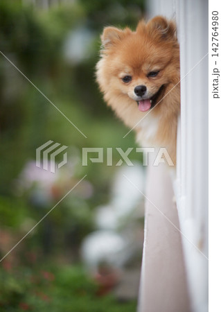 家の二階のベランダにいる可愛いポメラニアンの子犬の姿	 142764980