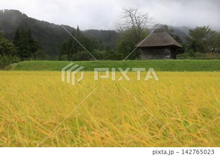 御机の茅葺小屋と黄金色の水田風景 御机の茅葺小屋と黄金色の水田風景 142765023