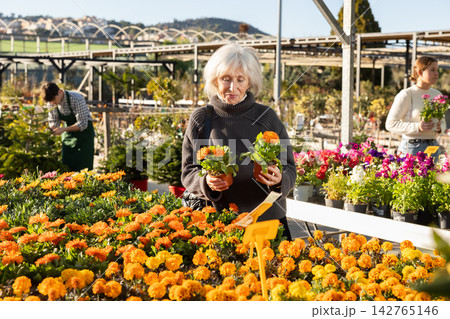 Mature woman buy potted flowering calendula plant in shop 142765146