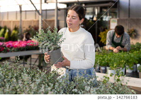 Young woman choosing a pot of eucalyptus Young woman choosing a pot of eucalyptus 142766183