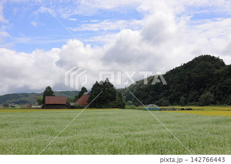 蒜山高原に広がるそば畑と民家のある秋の里山風景 142766443