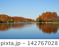 実地元公園の紅葉したメタセコイアの木 142767028