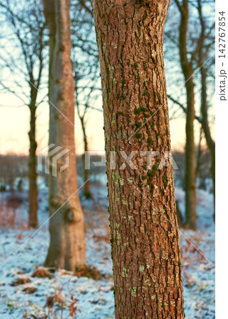 Trees, winter and sunshine with nature, texture or season with global warming, wallpaper or forest. Empty, habitat or woods with snow, cold or travel with vacation, Sweden or adventure with holiday 142767854