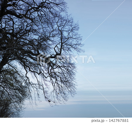 Winter, trees and sky outdoor in nature, countryside or abstract texture in Switzerland. Environment, forest and branch in woods at park for travel, holiday and vacation on mockup space background 142767881