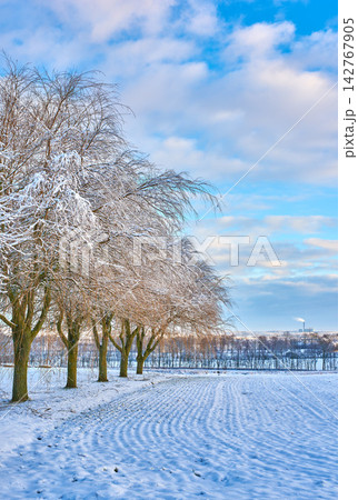 Trees, snow and field during winter in Alaska with nature, environment and plants for ecosystem. Morning, ice and woods in cold weather for landscape, countryside and grass in Christmas with sky Trees, snow and field during winter in Alaska with nature, environment and plants for ecosystem. Morning, ice and woods in cold weather for landscape, countryside and grass in Christmas with sky 142767905