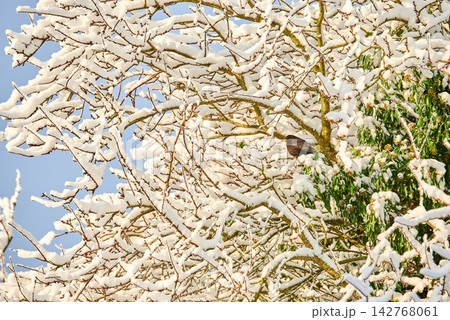 Winter, trees and snow on leaves for weather and environment in empty nature background. Branch with ice, cold and sunrise or sunset for holiday season, calendar art or wallpaper with texture outdoor 142768061