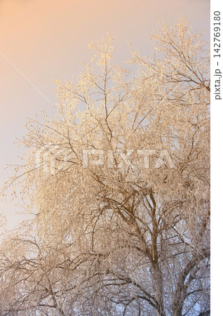 Frozen, trees and snow with sunrise, winter and landscape for Denmark nature background. Environment, sunshine and rural chill for christmas holiday, tranquil frost and peaceful ice oak with serenity 142769180