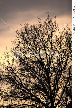 Snow, tree and sunset with silhouette, winter and landscape for Denmark nature background. Environment, twilight or rural chill for christmas holiday, tranquil frost and peaceful ice oak for serenity 142769326